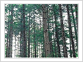 Fir