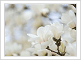 Magnolia